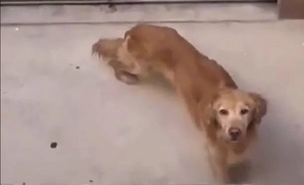 Perro